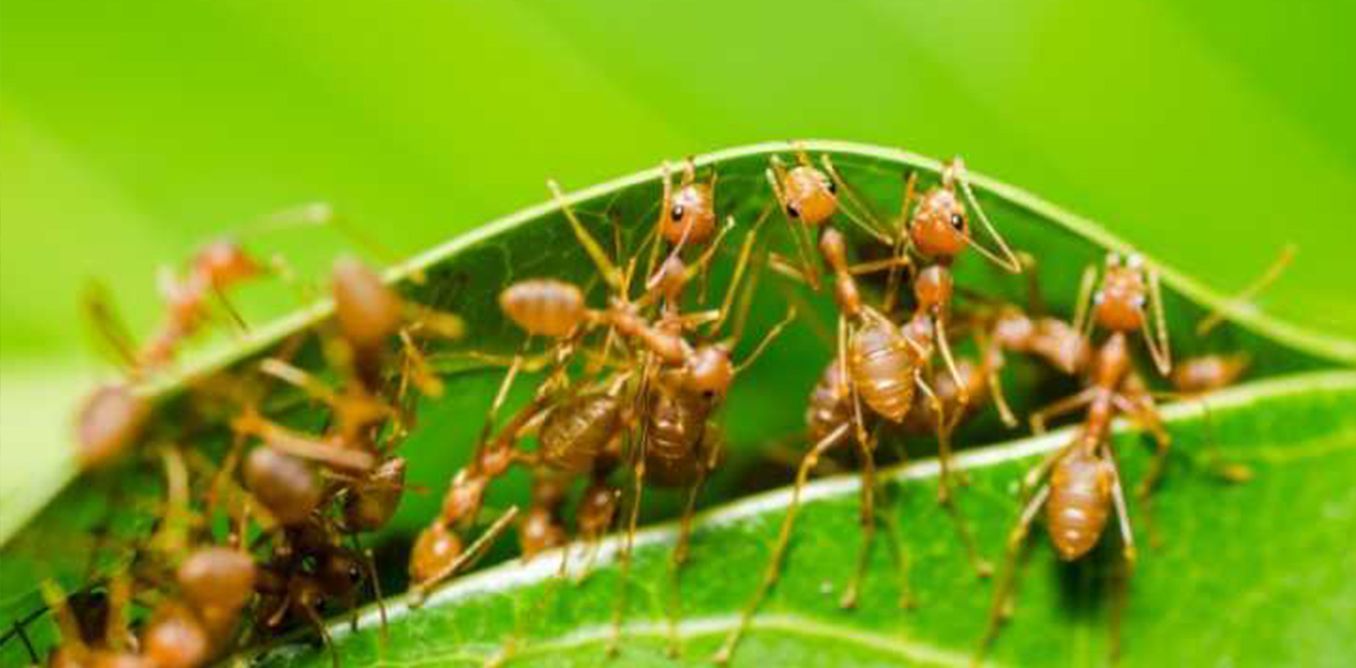 Φερομόνες Εντόμων | Biology.gr