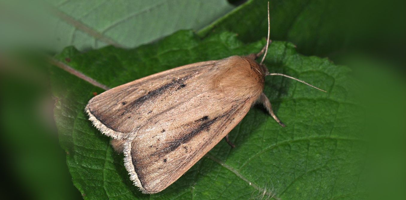 Sesamia Nonagrioides | Biology.gr