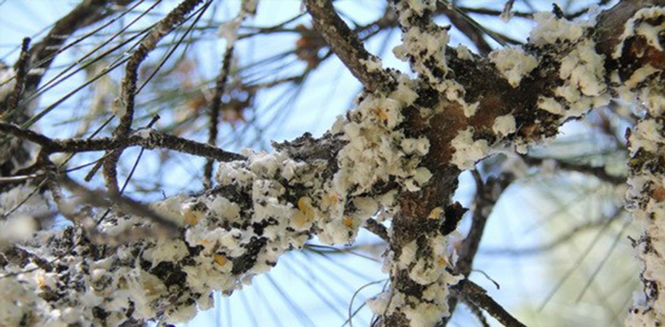 Η Βαμβακίαση των Πεύκων | Biology.gr