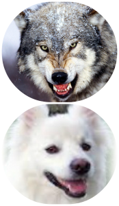 Collage wolve dog