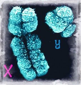 y chromosome 1