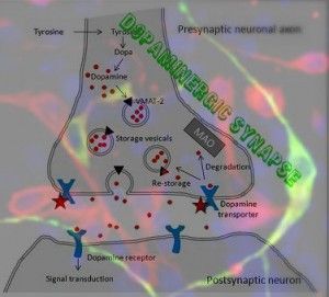 dopaminergic synapse neuron