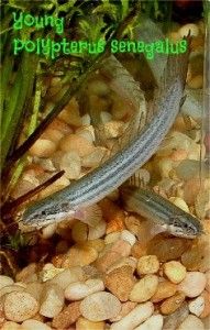 polypterus sen
