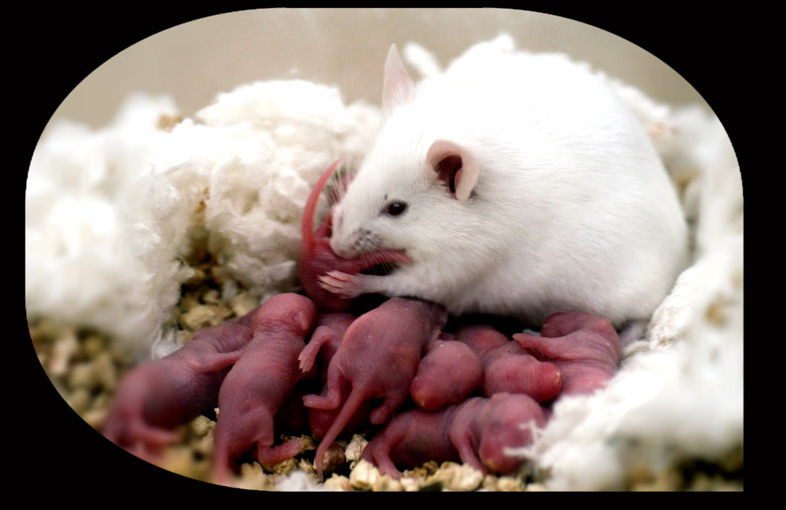 Βλαστοκύτταρα και στο μητρικό γάλα; | Biology.gr