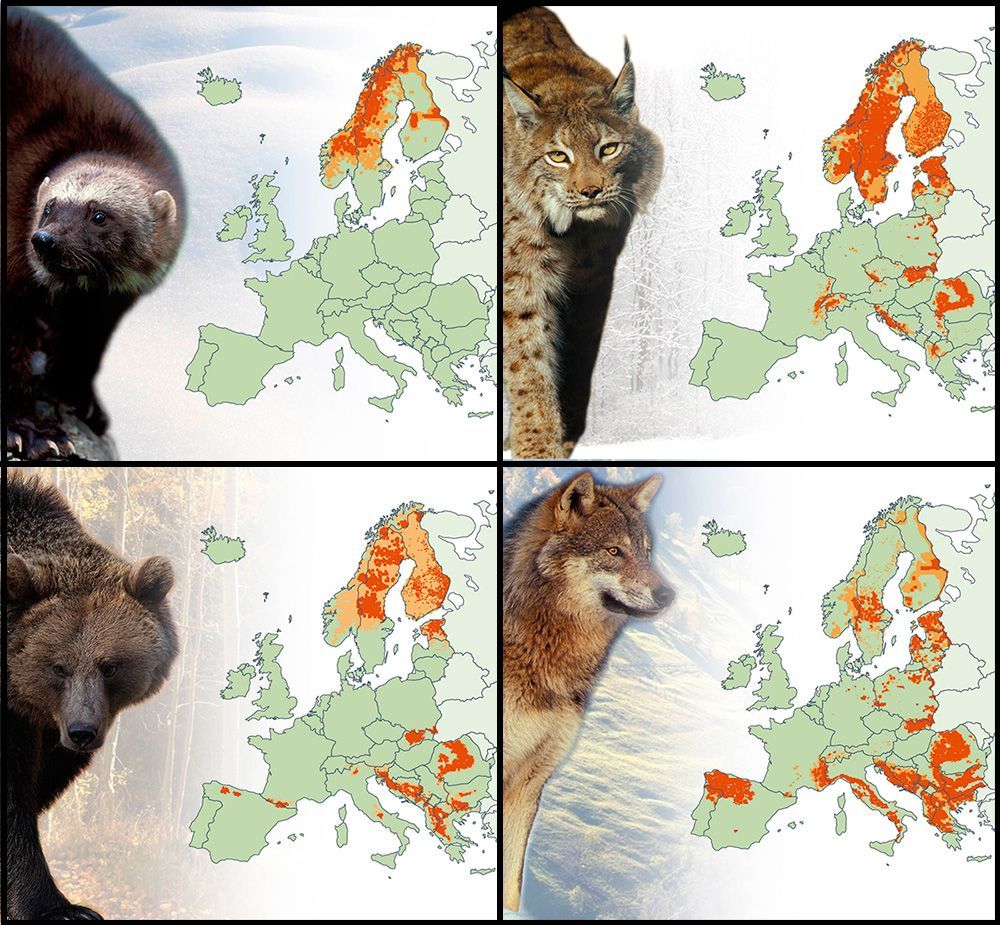 animals_maps