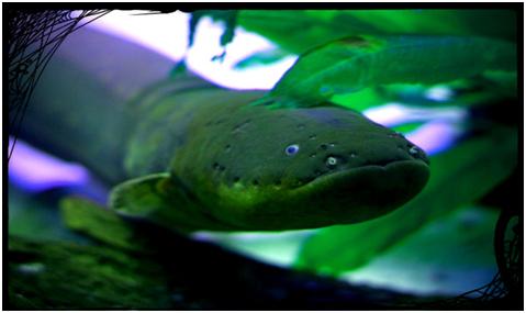 eel