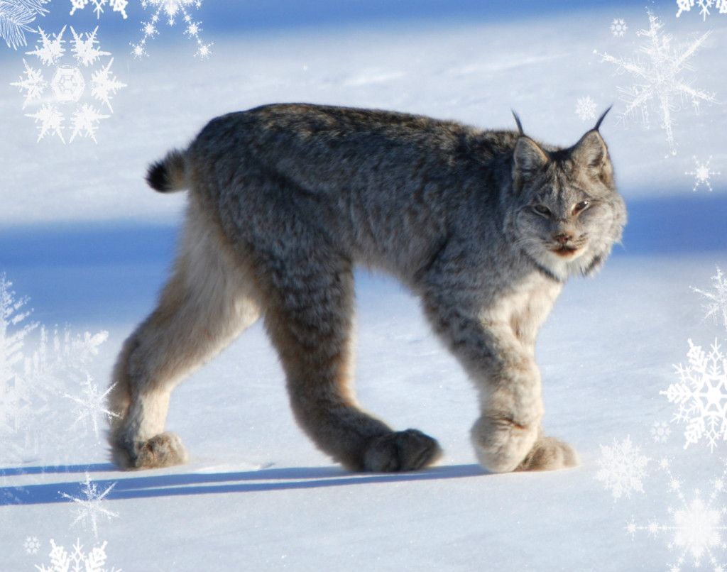 lynx