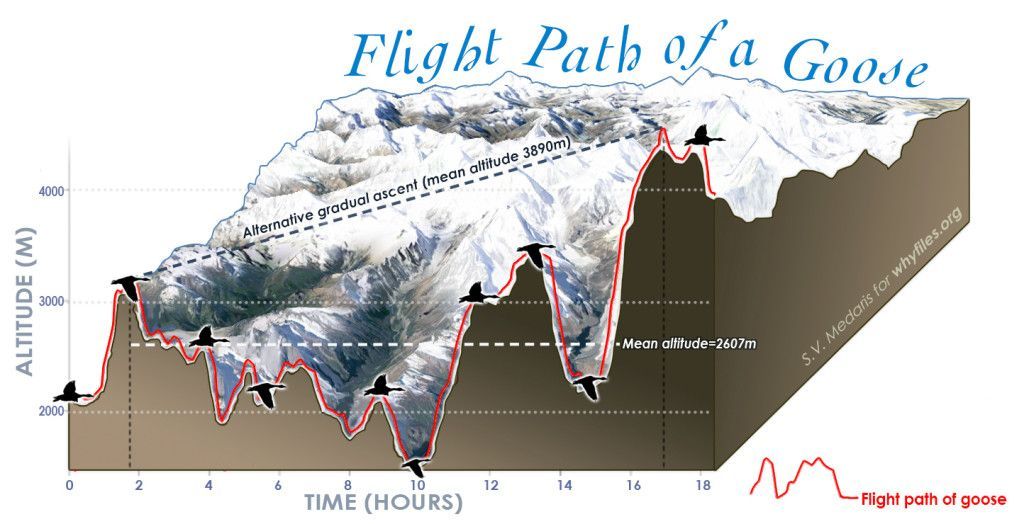 graph_geese_flightpath2