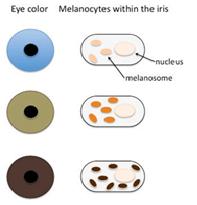 mecytes