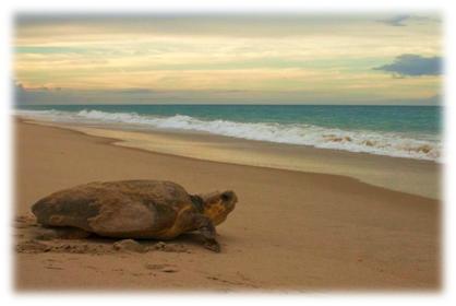 turtle