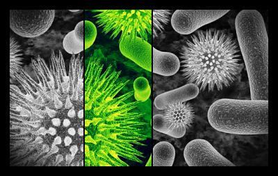 Green-Bacteria-Pic