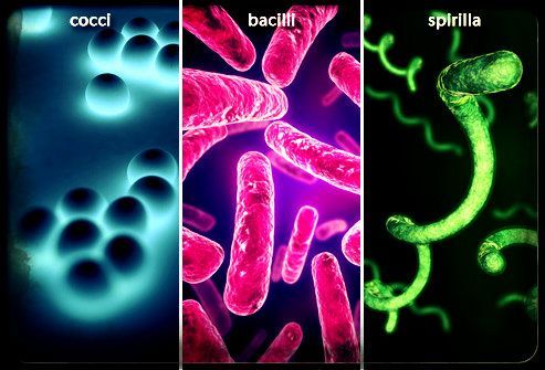 bacterial-infections-101-s2-bacilli-cocci-spirilla