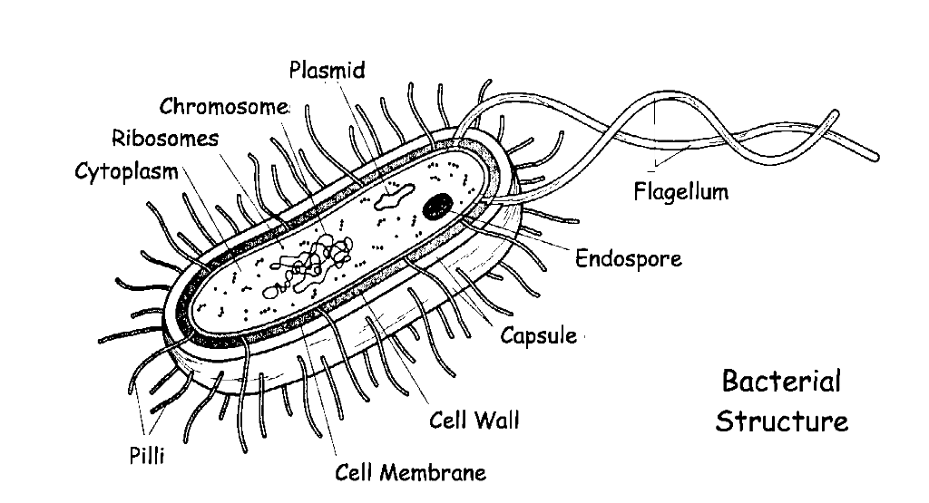 image38
