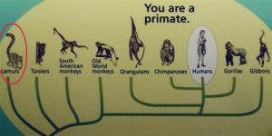 human_evolutionary_tree