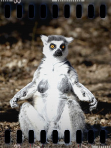 james-hager-female-ring-tailed-lemur-lemur-catta-sunning-herself-in-captivity-denver-zoo-colorado