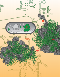 COVER-NATURE-RIBOSOME