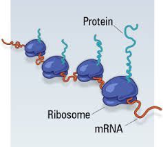 ribosome