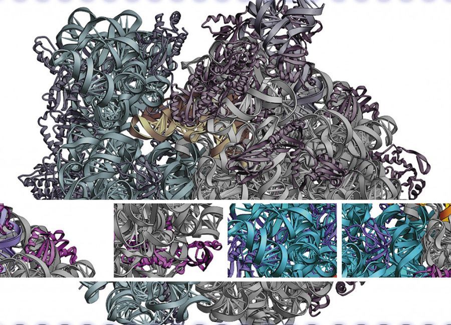 Πώς προσανατολίζονται οι ρίζες ενός φυτού; | Biology.gr