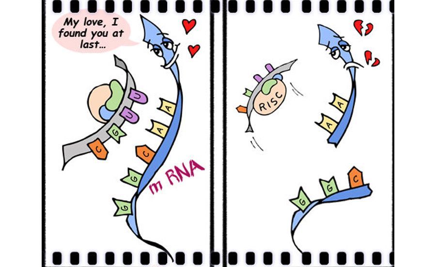 Πώς προσανατολίζονται οι ρίζες ενός φυτού; | Biology.gr