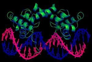 Lambda_repressor_1LMB_3