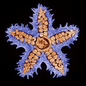 Darling_Starfish