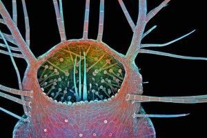 Humped-bladderwort-mouth