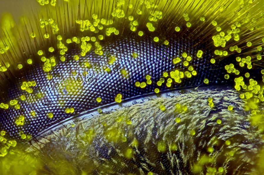 Εντυπωσιακά πλάνα από..... τον μικρόκοσμο! | Biology.gr
