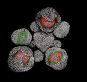 gAG-GFP-SUPg-3VN7
