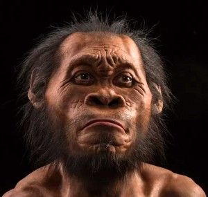 image_3224_1e-Homo-naledi