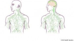 o-BRAIN-IMMUNE-SYSTEM-570