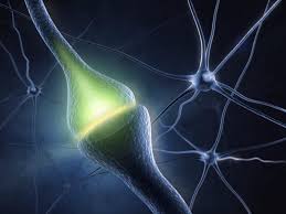 synapse