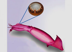 Stronger-Materials-Based-On-Squid-Suckers