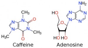 caffeinemolecule