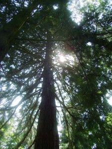 dream-trees