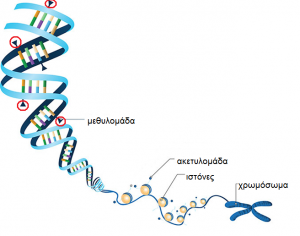 epigenetics-dna-methylation-lg thermoscientific