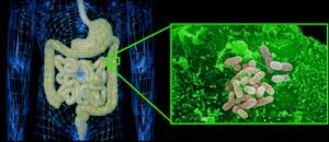 human-gut-bacteria