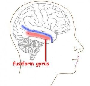 nonverbal-brain-parts